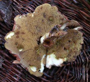 Klikni pro velký obrázek