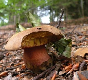 Klikni pro velký obrázek