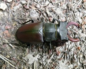 Klikni pro velký obrázek