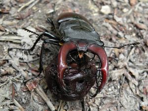 Klikni pro velký obrázek