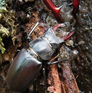 Klikni pro velký obrázek