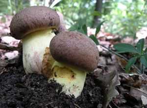 Klikni pro velký obrázek