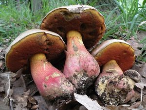 Klikni pro velký obrázek