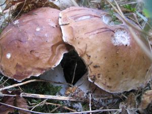 Klikni pro velký obrázek