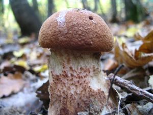 Klikni pro velký obrázek