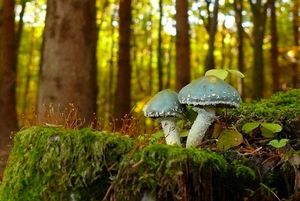 Klikni pro velký obrázek