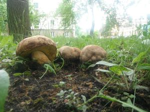 Klikni pro velký obrázek