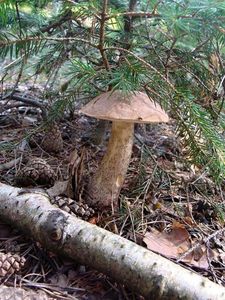 Klikni pro velký obrázek