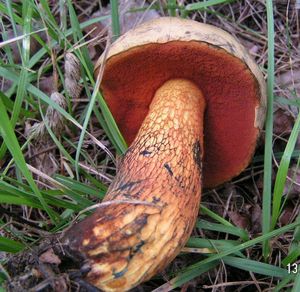 Klikni pro velký obrázek