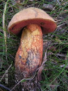 Klikni pro velký obrázek