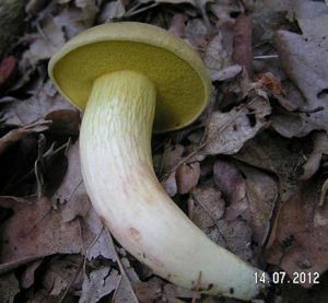 Klikni pro velký obrázek