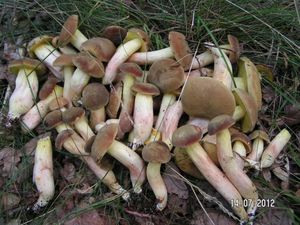 Klikni pro velký obrázek