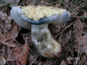 Klikni pro velký obrázek