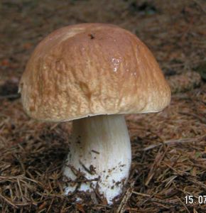 Klikni pro velký obrázek