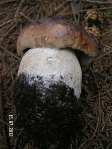 Klikni pro velký obrázek