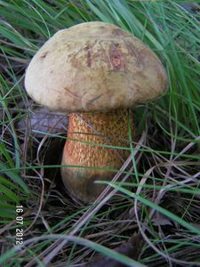 Klikni pro velký obrázek