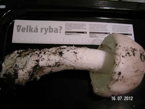 Klikni pro velký obrázek