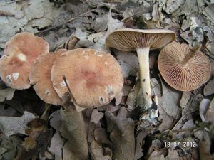 Klikni pro velký obrázek