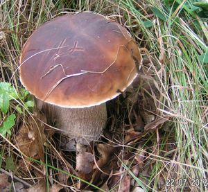 Klikni pro velký obrázek