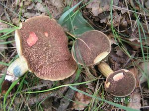 Klikni pro velký obrázek