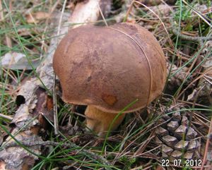 Klikni pro velký obrázek