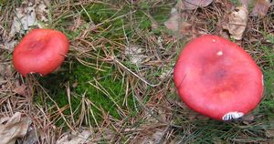 Klikni pro velký obrázek