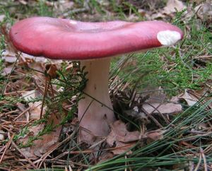 Klikni pro velký obrázek