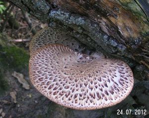 Klikni pro velký obrázek