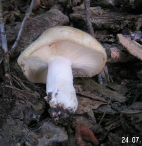 Klikni pro velký obrázek