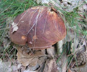 Klikni pro velký obrázek