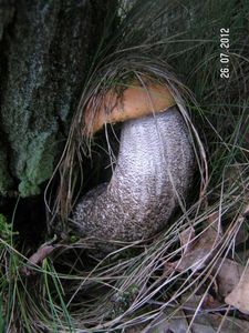 Klikni pro velký obrázek