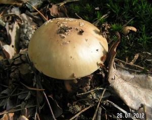 Klikni pro velký obrázek