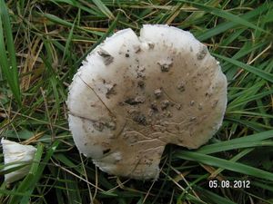 Klikni pro velký obrázek