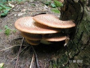 Klikni pro velký obrázek