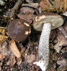 Klikni pro velký obrázek