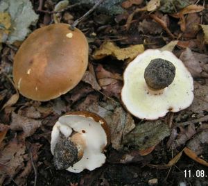 Klikni pro velký obrázek