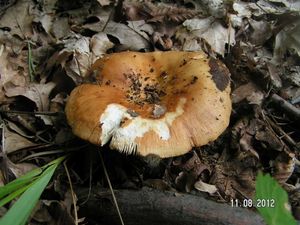 Klikni pro velký obrázek