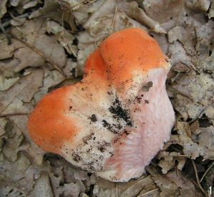 Klikni pro velký obrázek