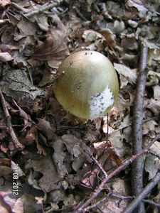 Klikni pro velký obrázek