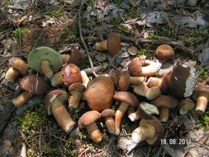 Klikni pro velký obrázek