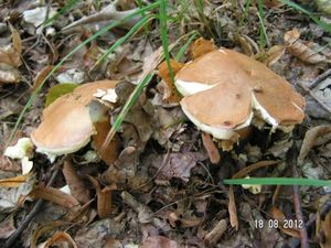 Klikni pro velký obrázek