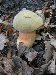 Klikni pro velký obrázek