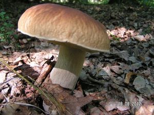 Klikni pro velký obrázek