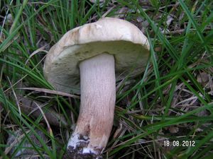 Klikni pro velký obrázek