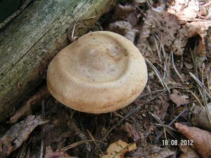 Klikni pro velký obrázek