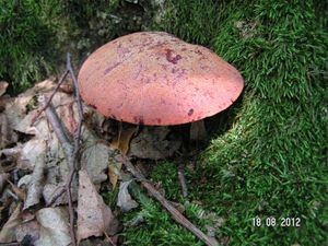 Klikni pro velký obrázek