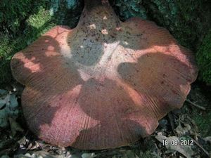 Klikni pro velký obrázek