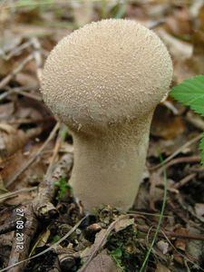 Klikni pro velký obrázek