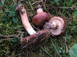 Klikni pro velký obrázek