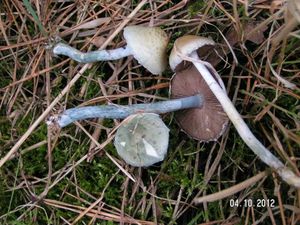 Klikni pro velký obrázek